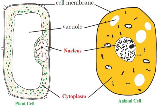 CELL: STRUCTURE AND FUNCTION CHAPTER 8 CLASS 8 – VKSCIENCE