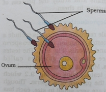 Fertilization of human egg with sperm